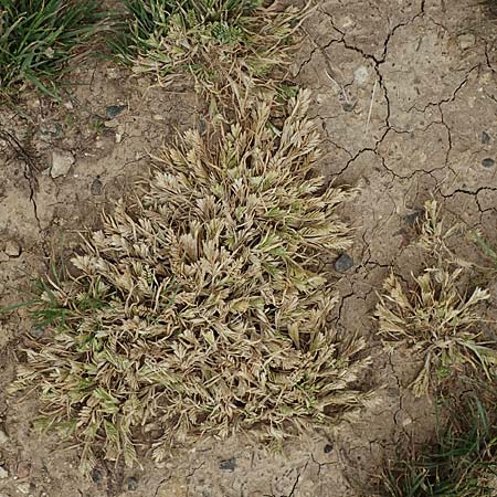 Sclerochloa dura \ Gew�hnliches Hartgras / Common Hardgrass, Fairground Grass, D Gr&uuml;nstadt-Asselheim 14.5.2020