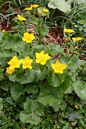 Caltha palustris \ Sumpf-Dotterblume / Marsh Marigold, D Bochum 16.4.2023