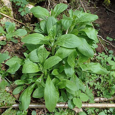 Silene dioica \ Rote Lichtnelke, D Mudau 23.4.2023