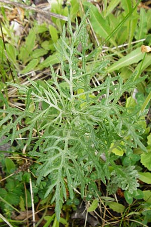 Senecio erucifolius \ Raukenbl�ttriges Greiskraut / Hoary Ragwort, D Gerolzhofen-Sulzheim 9.5.2015
