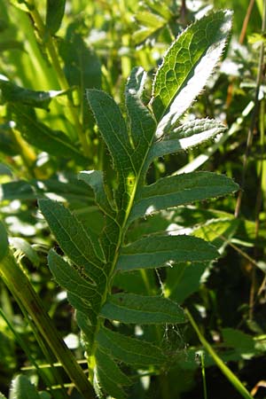 Serratula tinctoria \ F�rber-Scharte / Saw Wort, D Gro&szlig;-Gerau 30.6.2015