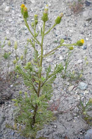 Senecio viscosus \ Klebriges Greiskraut / Sticky Groundsel, D Ludwigshafen 8.7.2015