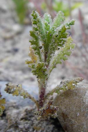 Senecio viscosus \ Klebriges Greiskraut / Sticky Groundsel, D Ludwigshafen 8.7.2015