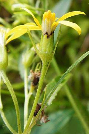 Senecio hercynicus x ovatus \ Greiskraut-Hybride / Hybrid Woundwort, D Schwarzwald/Black-Forest, Hornisgrinde 5.8.2015