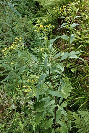 Senecio hercynicus x ovatus \ Greiskraut-Hybride / Hybrid Woundwort, D Schwarzwald/Black-Forest, Hornisgrinde 5.8.2015