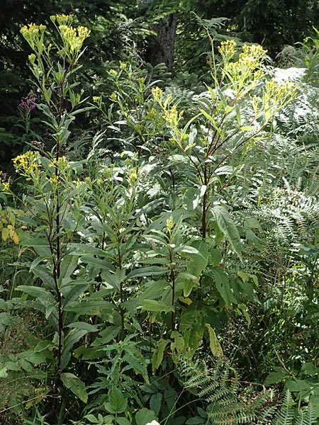 Senecio hercynicus x ovatus \ Greiskraut-Hybride / Hybrid Woundwort, D Schwarzwald/Black-Forest, Hornisgrinde 5.8.2015