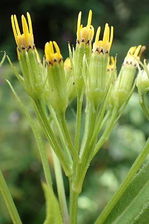 Senecio hercynicus x ovatus \ Greiskraut-Hybride / Hybrid Woundwort, D Schwarzwald/Black-Forest, Hornisgrinde 5.8.2015