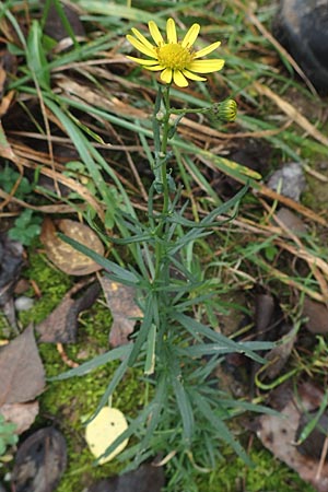 Senecio inaequidens \ Schmalbl�ttriges Greiskraut / Narrow-Leaved Ragwort, D Mannheim 7.11.2015