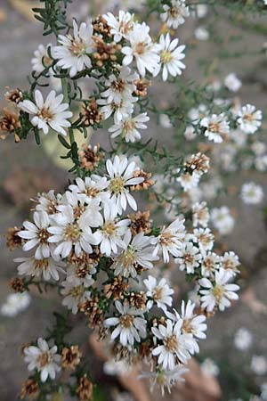 Symphyotrichum ericoides \ Myrten-Herbst-Aster, D Weinheim an der Bergstra&szlig;e 20.10.2017