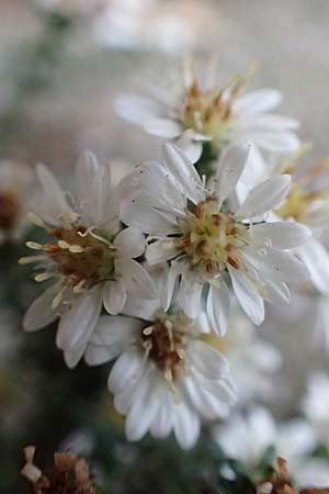 Symphyotrichum ericoides \ Myrten-Herbst-Aster, D Weinheim an der Bergstra&szlig;e 20.10.2017