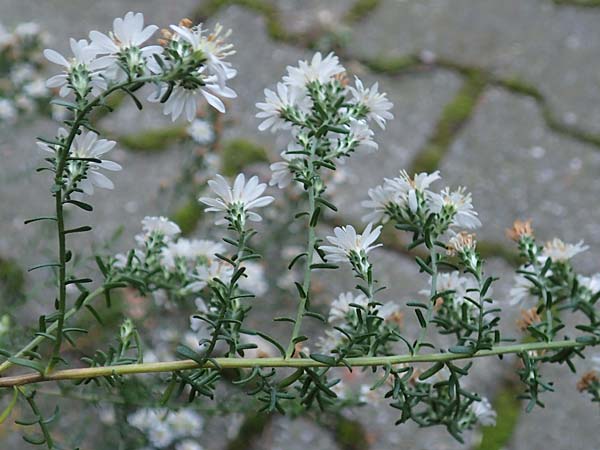 Symphyotrichum ericoides \ Myrten-Herbst-Aster, D Weinheim an der Bergstra&szlig;e 20.10.2017