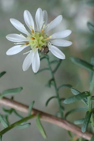 Symphyotrichum ericoides \ Myrten-Herbst-Aster, D Weinheim an der Bergstra&szlig;e 20.10.2017