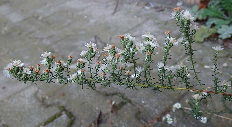 Symphyotrichum ericoides \ Myrten-Herbst-Aster, D Weinheim an der Bergstra&szlig;e 20.10.2017