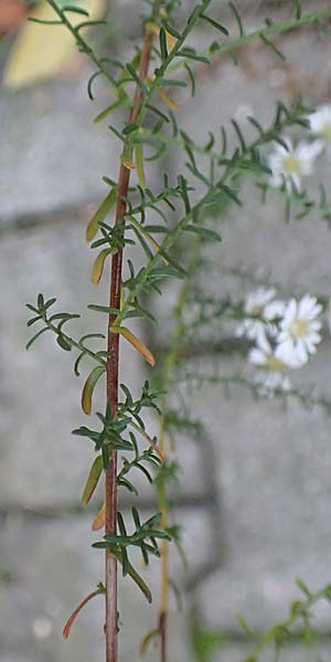 Symphyotrichum ericoides \ Myrten-Herbst-Aster, D Weinheim an der Bergstra&szlig;e 20.10.2017