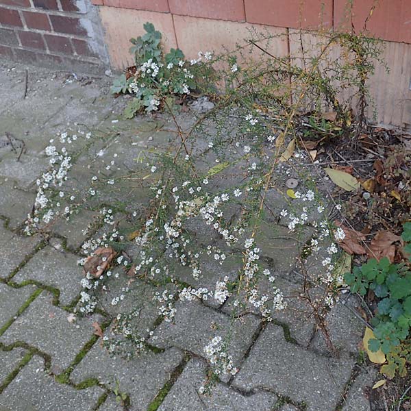 Symphyotrichum ericoides \ Myrten-Herbst-Aster, D Weinheim an der Bergstra&szlig;e 20.10.2017