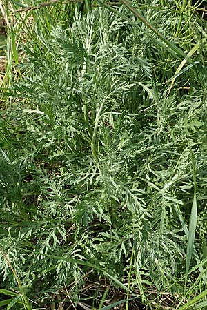 Senecio erucifolius \ Raukenbl�ttriges Greiskraut / Hoary Ragwort, D Biebesheim 12.5.2018