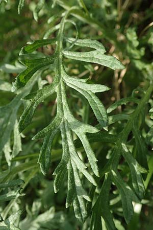 Senecio erucifolius \ Raukenbl�ttriges Greiskraut / Hoary Ragwort, D Biebesheim 12.5.2018