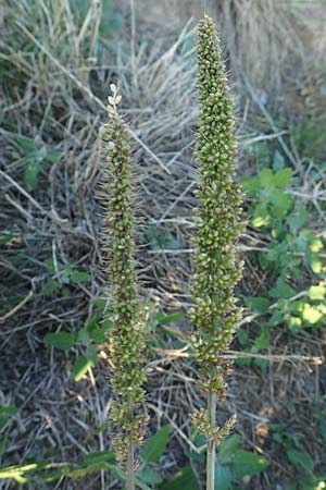 Setaria verticillata \ Kletten-Borstenhirse, Quirlige Borstenhirse, D Weinheim an der Bergstra&szlig;e 30.9.2018