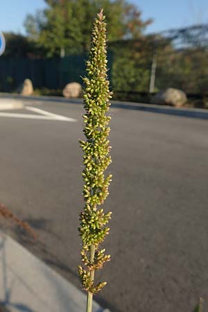Setaria verticillata \ Kletten-Borstenhirse, Quirlige Borstenhirse, D Weinheim an der Bergstra&szlig;e 30.9.2018