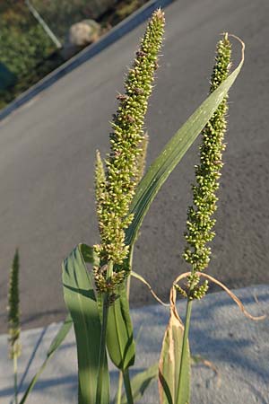 Setaria verticillata \ Kletten-Borstenhirse, Quirlige Borstenhirse, D Weinheim an der Bergstra&szlig;e 30.9.2018