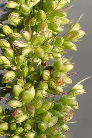 Setaria verticillata \ Kletten-Borstenhirse, Quirlige Borstenhirse, D Weinheim an der Bergstra&szlig;e 30.9.2018