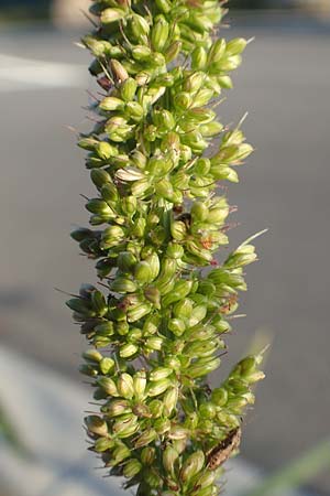 Setaria verticillata \ Kletten-Borstenhirse, Quirlige Borstenhirse, D Weinheim an der Bergstra&szlig;e 30.9.2018