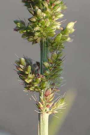 Setaria verticillata \ Kletten-Borstenhirse, Quirlige Borstenhirse, D Weinheim an der Bergstra&szlig;e 30.9.2018