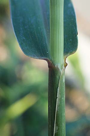 Setaria verticillata \ Kletten-Borstenhirse, Quirlige Borstenhirse, D Weinheim an der Bergstra&szlig;e 30.9.2018