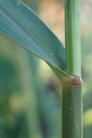 Setaria verticillata \ Kletten-Borstenhirse, Quirlige Borstenhirse, D Weinheim an der Bergstra&szlig;e 30.9.2018