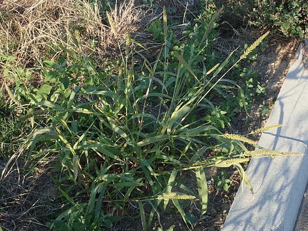 Setaria verticillata \ Kletten-Borstenhirse, Quirlige Borstenhirse, D Weinheim an der Bergstra&szlig;e 30.9.2018