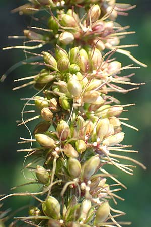 Setaria verticillata \ Kletten-Borstenhirse, Quirlige Borstenhirse, D Weinheim an der Bergstra&szlig;e 30.9.2018