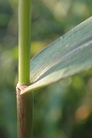 Setaria verticillata \ Kletten-Borstenhirse, Quirlige Borstenhirse, D Weinheim an der Bergstra&szlig;e 30.9.2018