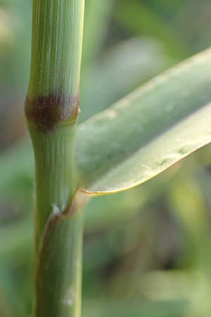 Setaria verticillata \ Kletten-Borstenhirse, Quirlige Borstenhirse, D Weinheim an der Bergstra&szlig;e 30.9.2018