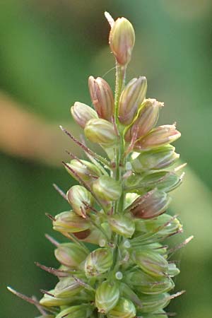 Setaria verticillata \ Kletten-Borstenhirse, Quirlige Borstenhirse, D Weinheim an der Bergstra&szlig;e 30.9.2018