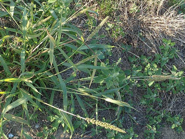 Setaria verticillata \ Kletten-Borstenhirse, Quirlige Borstenhirse, D Weinheim an der Bergstra&szlig;e 30.9.2018