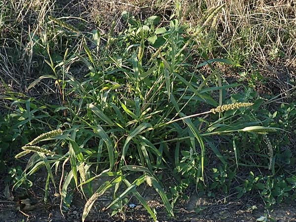 Setaria verticillata \ Kletten-Borstenhirse, Quirlige Borstenhirse, D Weinheim an der Bergstra&szlig;e 30.9.2018