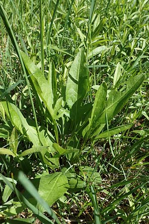 Serratula tinctoria \ F�rber-Scharte / Saw Wort, D Kollerinsel 6.5.2020
