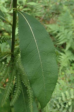 Senecio ovatus \ Fuchssches Greiskraut, Fuchs-Kreuzkraut / Woundwort, Wood Ragwort, D Hunsr&uuml;ck, Langweiler 18.7.2020