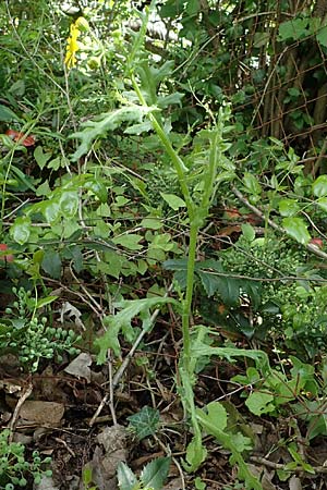 Senecio vernalis \ Fr�hlings-Greiskraut / Eastern Groundsel, D Sandhausen 14.5.2021