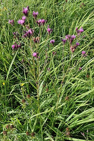 Serratula tinctoria \ F�rber-Scharte / Saw Wort, D Neuleiningen 6.8.2021