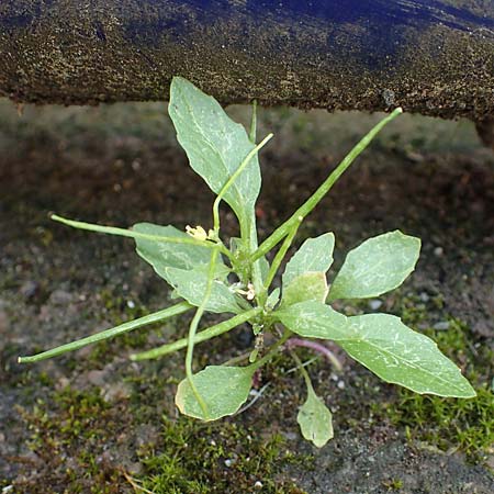 Sisymbrium erysimoides \ Sch�terich-Rauke / Smooth Mustard, D Ludwigshafen 1.5.2022