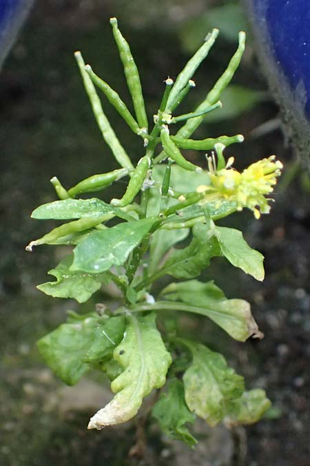Sisymbrium erysimoides \ Sch�terich-Rauke / Smooth Mustard, D Ludwigshafen 1.5.2022