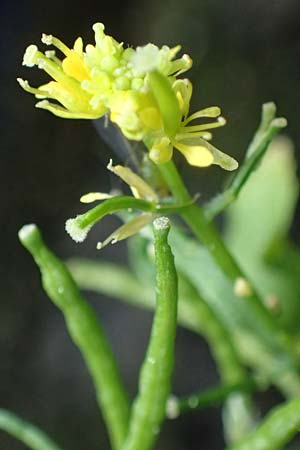 Sisymbrium erysimoides \ Sch�terich-Rauke / Smooth Mustard, D Ludwigshafen 1.5.2022