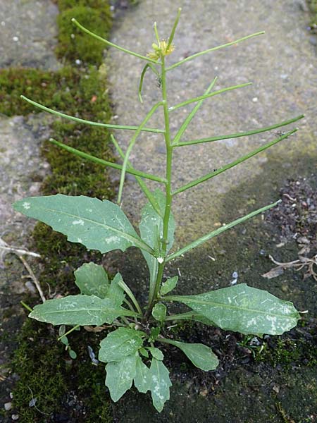 Sisymbrium erysimoides \ Sch�terich-Rauke / Smooth Mustard, D Ludwigshafen 1.5.2022