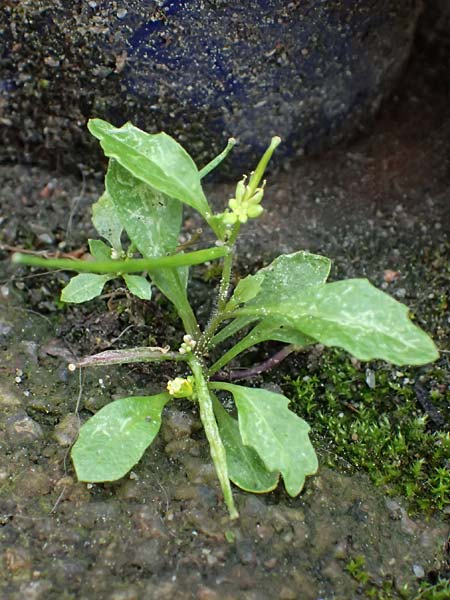 Sisymbrium erysimoides \ Sch�terich-Rauke / Smooth Mustard, D Ludwigshafen 1.5.2022