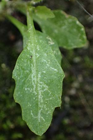 Sisymbrium erysimoides \ Sch�terich-Rauke / Smooth Mustard, D Ludwigshafen 1.5.2022
