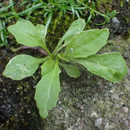 Sisymbrium erysimoides \ Sch�terich-Rauke / Smooth Mustard, D Ludwigshafen 1.5.2022
