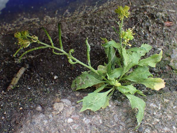 Sisymbrium erysimoides \ Sch�terich-Rauke / Smooth Mustard, D Ludwigshafen 1.5.2022