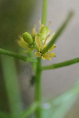 Sisymbrium erysimoides \ Sch�terich-Rauke / Smooth Mustard, D Ludwigshafen 1.5.2022