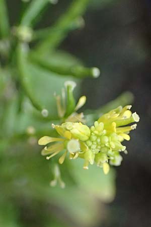 Sisymbrium erysimoides \ Sch�terich-Rauke / Smooth Mustard, D Ludwigshafen 1.5.2022